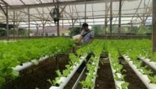 Penanggung Jawab Harif Hidroponik, Agil, saat ditemui sedang memeriksa tanaman hidroponik di area perkebunan pada Jumat sore, (16/10/2026). (Foto: Galeri Papua/Ahmad)