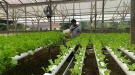 Penanggung Jawab Harif Hidroponik, Agil, saat ditemui sedang memeriksa tanaman hidroponik di area perkebunan pada Jumat sore, (16/10/2026). (Foto: Galeri Papua/Ahmad)