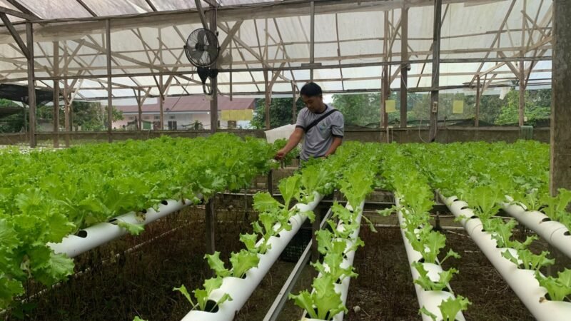 Penanggung Jawab Harif Hidroponik, Agil, saat ditemui sedang memeriksa tanaman hidroponik di area perkebunan pada Jumat sore, (16/10/2026). (Foto: Galeri Papua/Ahmad)
